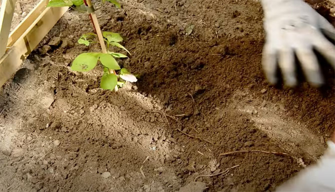 Клематис какая почва. Посадка клематиса весной в открытый грунт. Как выкопать клематис. Можно ли сажать клематис в горшок с грунтом на улице.