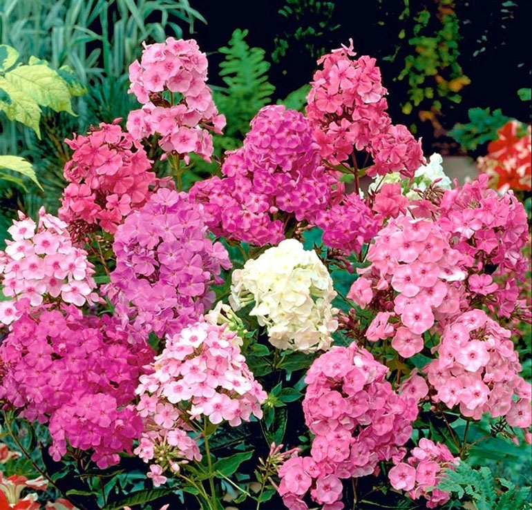 Виды многолетних цветов для дачи фото с названиями