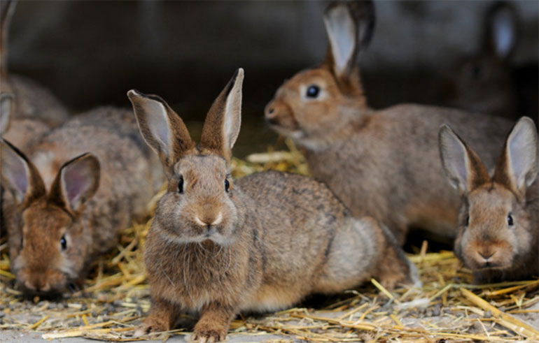 Как правильно провести случку кроликов и получить здоровое потомство