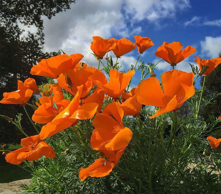 Эшшольция калифорнийская фото цветов на клумбе