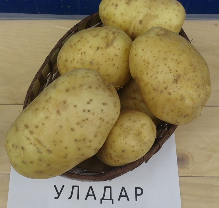 Картофель уладар его характеристика вкусовые качества урожайность