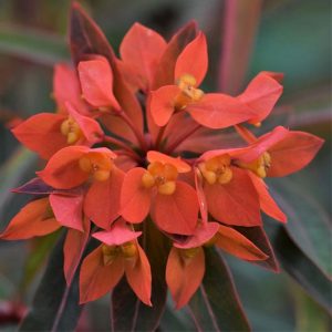 Молочай садовый многолетний – посадка и уход, фото сортов и видов