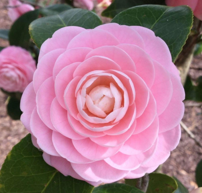 Камелия саженец. Камелия японская Пинк. Camellia japonica 'Pink perfection. Камелия где растет. Камелия Пинк Перфекшн фото.