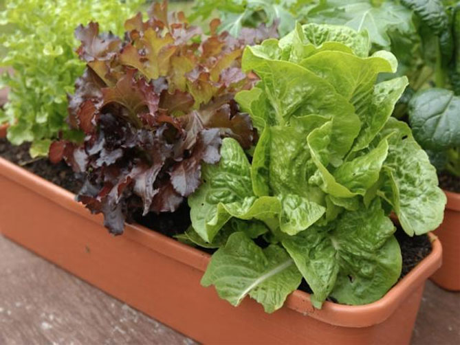 Можно ли выращивать салат на подоконнике в горшке и рассадой. Как сэкономить на лампах и не навредить рассаде и своему здоровью