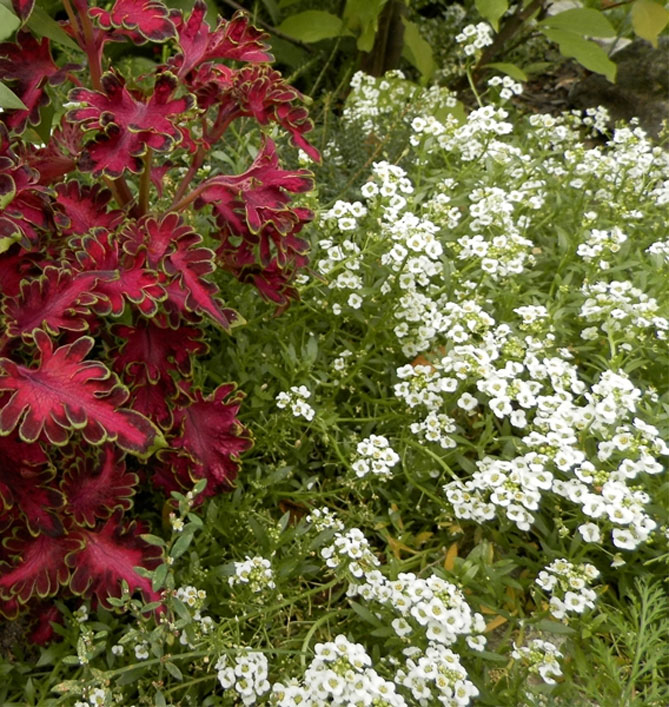 Посадка и уход за цветком канна (22 фото): выращивание в саду в открытом грунте. Как ухаживать в домашних условиях? Как сажать растение в квартире?