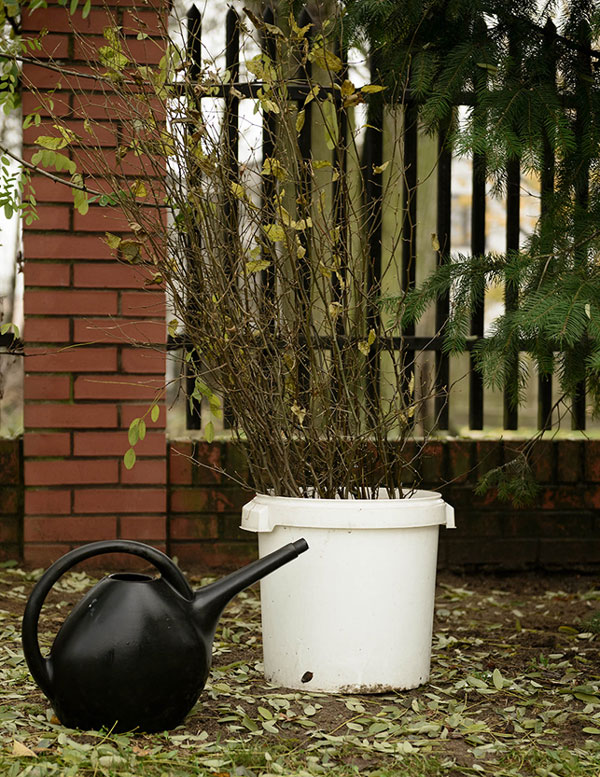 Посадка и уход за цветком канна (22 фото): выращивание в саду в открытом грунте. Как ухаживать в домашних условиях? Как сажать растение в квартире?