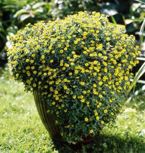 Санвиталия – посадка и уход в открытом грунте, фото сортов