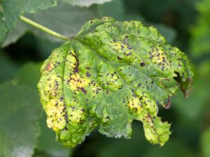 Болезни смородины: описание с фотографиями, способы лечения