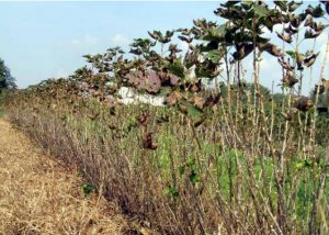 Болезни смородины: описание с фотографиями, способы лечения