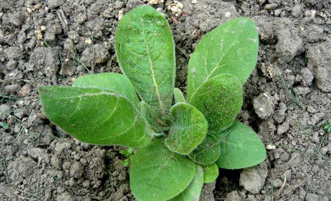 Табак правокрылый и табак душистый – выращивание из семян при посадке на рассаду