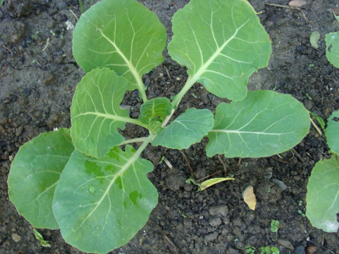 Холодостойкая кочанная капуста с продолжительным сроком вегетации. Высадку рассады (в стадии 5-6 настоящих листочков) проводят после посадки позднеспелых сортов белокочанной капусты.