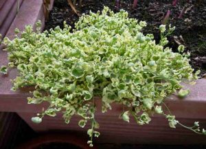 Цимбалярия – посадка и уход в открытом грунте, фото сортов