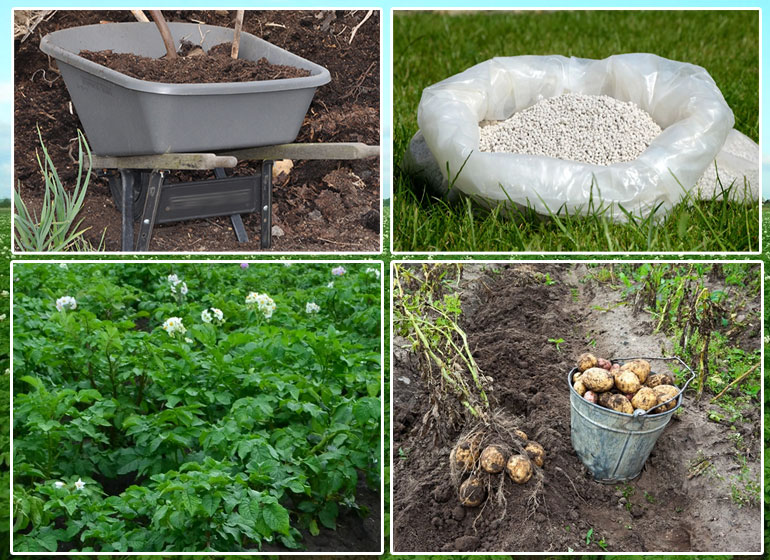 Различные типы удобрений для посадки картофеля