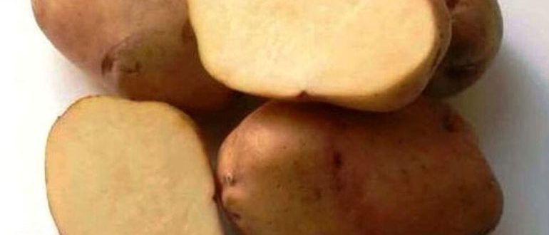 Сорт картофеля Вега. Картофель Крепыш. Сорт картофеля Крепыш. Картофель Родриго фото.