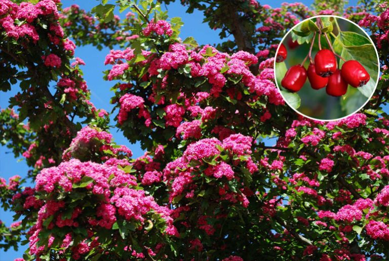 Садовый боярышник – посадка и уход в открытом грунте, сорта с фото