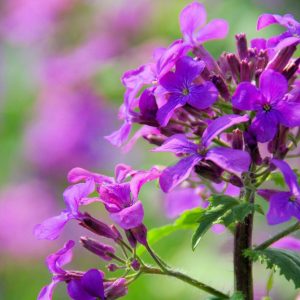 Лунария – посадка и уход в открытом грунте, фото сортов