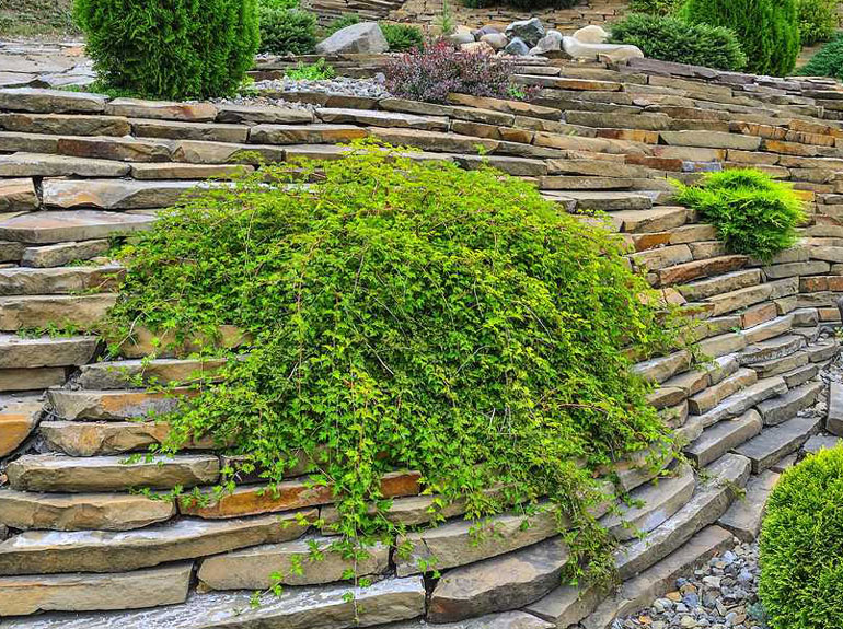 Декоративный кустарник стефанандра – ажурное украшение сада