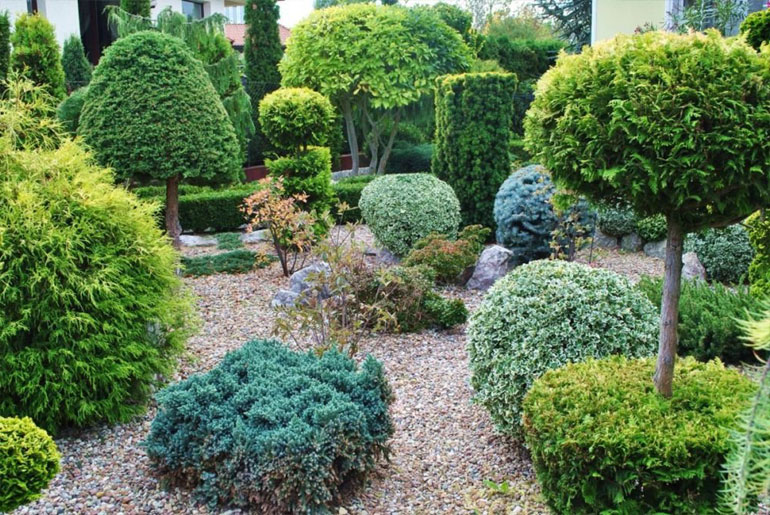 Декоративные кустарники для дачи и сада
