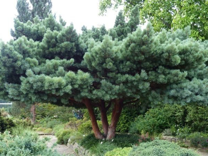 Декоративные деревья для сада – названия, описания, фото