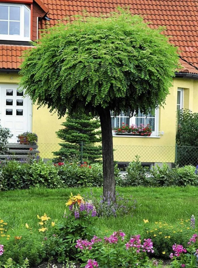 Невысокие декоративные деревья