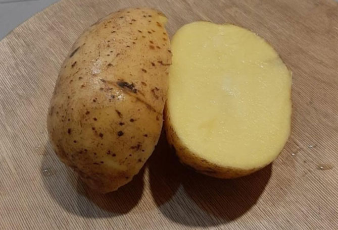 Сорт картофеля Зекура. Картофель продолговатой формы с желтой мякотью. Зекура картофель цветение. Картофель Зекура красивые фотографии.