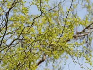 Низкорослые деревья для озеленения дачи – описания и фото