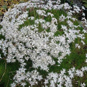 Гвоздика садовая – посадка и уход, описание и фото, сорта