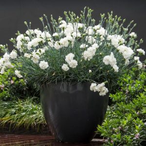 Гвоздика садовая – посадка и уход, описание и фото, сорта