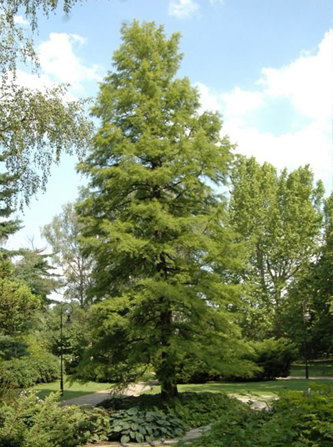 Быстрорастущие деревья для дачи с фото, названиями и описаниями