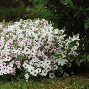 Петуния «Тайдал» – фото и описание, выращивание из семян